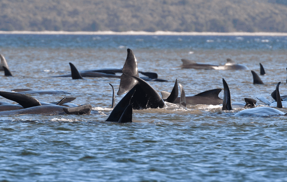 ZASTRAŠUJUĆI PODACI: Brodovi svake godine iz nemara ubiju 20.000 kitova